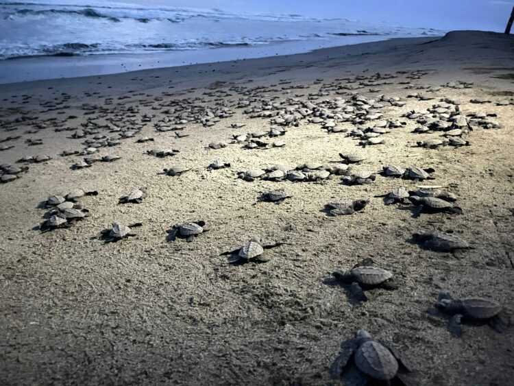 Escápate del frío y lánzate a liberar tortugas en El Habillal, Lázaro Cárdenas