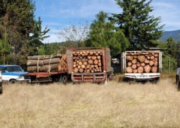 SSP asegura 3 vehículos cargados con madera presuntamente ilícita, en Ocampo