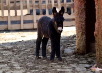 Burritos africanos, la sensación del Zoo de Morelia