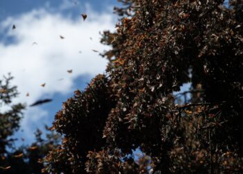 Disfruta el esplendor de la Mariposa Monarca en los bosques michoacanos