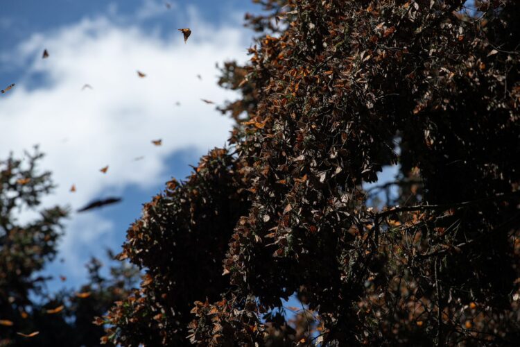Disfruta el esplendor de la Mariposa Monarca en los bosques michoacanos