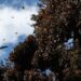 Disfruta el esplendor de la Mariposa Monarca en los bosques michoacanos