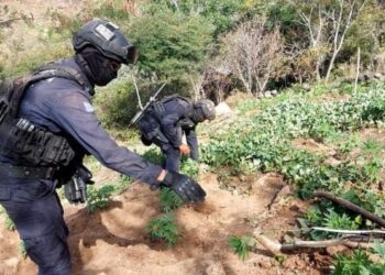 Guardia Civil, Sedena y GN localizan y destruyen 3 plantíos de marihuana, en Churumuco