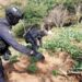 Guardia Civil, Sedena y GN localizan y destruyen 3 plantíos de marihuana, en Churumuco