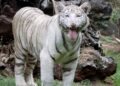 Visita este puente vacacional a la nueva tigresa de bengala en el Zoo de Morelia