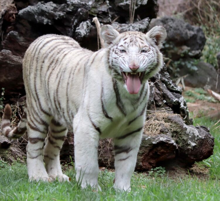 Visita este puente vacacional a la nueva tigresa de bengala en el Zoo de Morelia