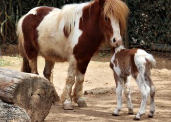 ¿ Ya conocen la cría de caballo poni que nació en el Zoológico de Morelia?