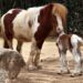 ¿ Ya conocen la cría de caballo poni que nació en el Zoológico de Morelia?