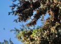Visita la Mariposa Monarca en Michoacán, antes que emprenda el vuelo de regreso