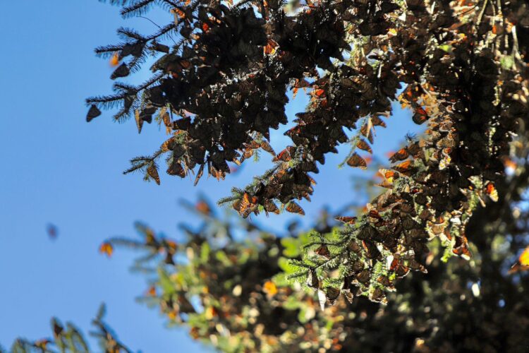 Visita la Mariposa Monarca en Michoacán, antes que emprenda el vuelo de regreso