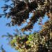 Visita la Mariposa Monarca en Michoacán, antes que emprenda el vuelo de regreso