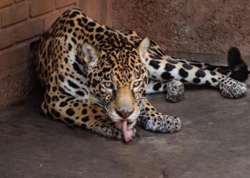 Pareja de jaguares llega al Zoológico de Morelia con fines reproductivos