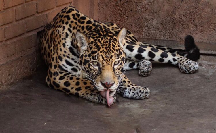 Pareja de jaguares llega al Zoológico de Morelia con fines reproductivos