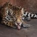 Pareja de jaguares llega al Zoológico de Morelia con fines reproductivos