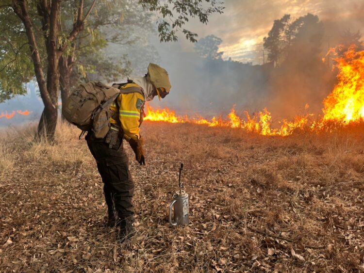 Brigadistas realizan quema controlada de pastizales en predio de la ESFU 3 Uruapan