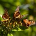 Visita la Mariposa Monarca en Michoacán antes que emprenda su vuelo de regreso