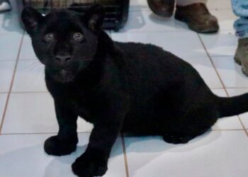 Muere jaguar en el zoo tras inundación provocada por Ayuntamiento de Morelia