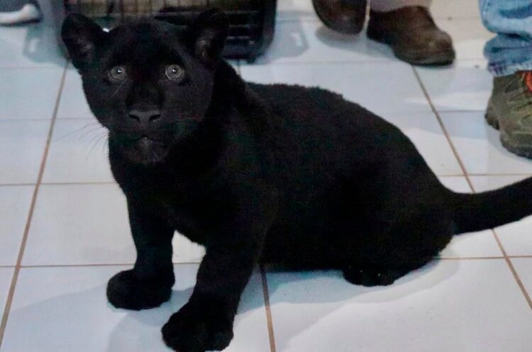 Muere jaguar en el zoo tras inundación provocada por Ayuntamiento de Morelia