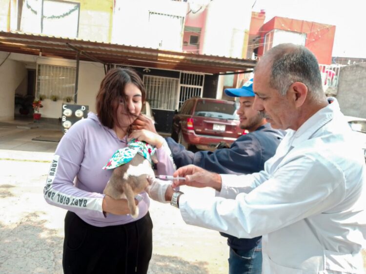 Continúa la vacunación antirrábica para perros y gatos en la ciudad de Uruapan