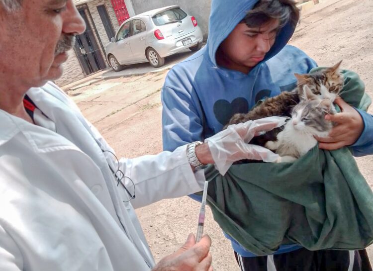 Continúa la vacunación antirrábica canina y felina, gratuitamente, en Uruapan: SSM
