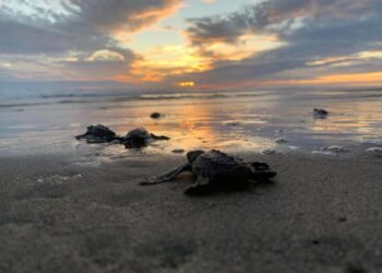 Liberan 2.4 millones de crías de tortuga marina en playas de Michoacán