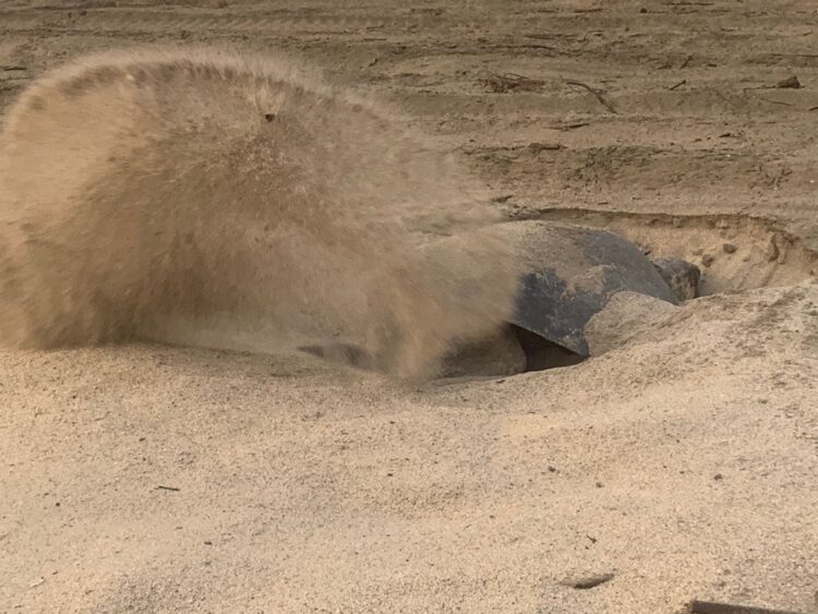 Llegan a playas de Michoacán las primeras tortugas marinas de la temporada 2024