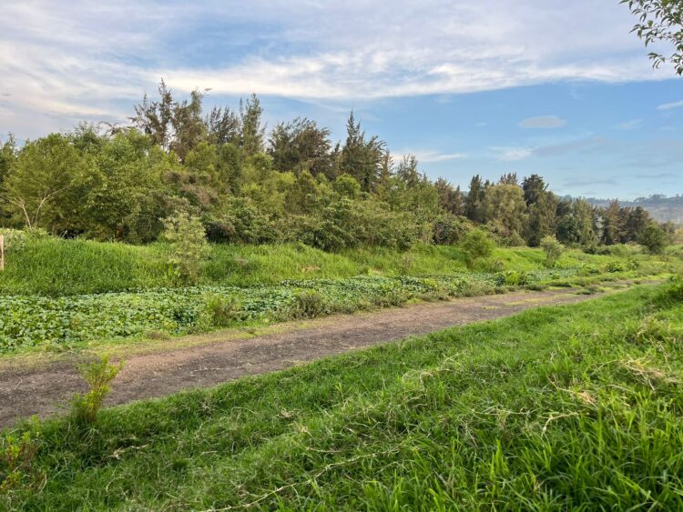 Inician la campaña «Dona Ahuejotes» para el Parque Urbano Ecológico de Uruapan