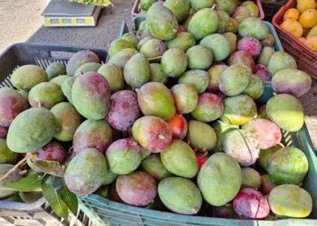 Michoacán ha exportado más de 70 mil toneladas de mango a USA y Canadá