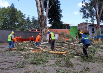 Para prevenir riesgos, ayuntamiento poda los árboles de más de 30 metros de altura en la zona urbana de Pátzcuaro