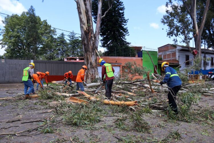 Para prevenir riesgos, ayuntamiento poda los árboles de más de 30 metros de altura en la zona urbana de Pátzcuaro