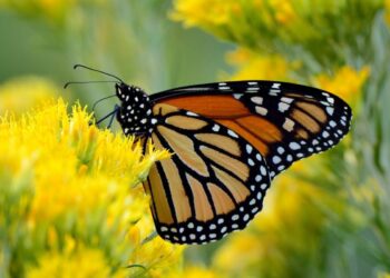 Vive la magia de la Mariposa Monarca en Michoacán