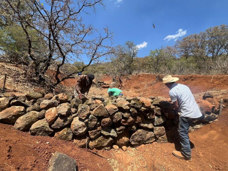 Unen esfuerzos para restaurar 50 hectáreas del área protegida del cerro del Águila en Paracho