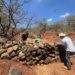 Unen esfuerzos para restaurar 50 hectáreas del área protegida del cerro del Águila en Paracho