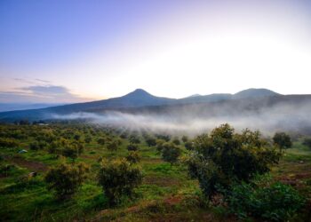 Certificación ProForest Avocado protege 49 mil huertas exportadoras de aguacate