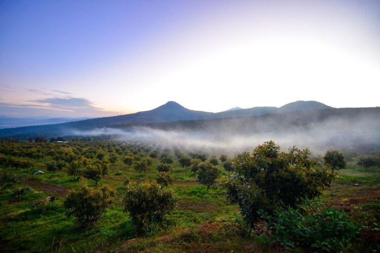 Certificación ProForest Avocado protege 49 mil huertas exportadoras de aguacate