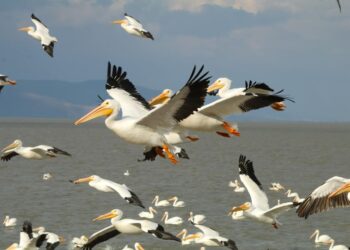 Petatán se pinta de blanco con llegada de 23 mil pelícanos