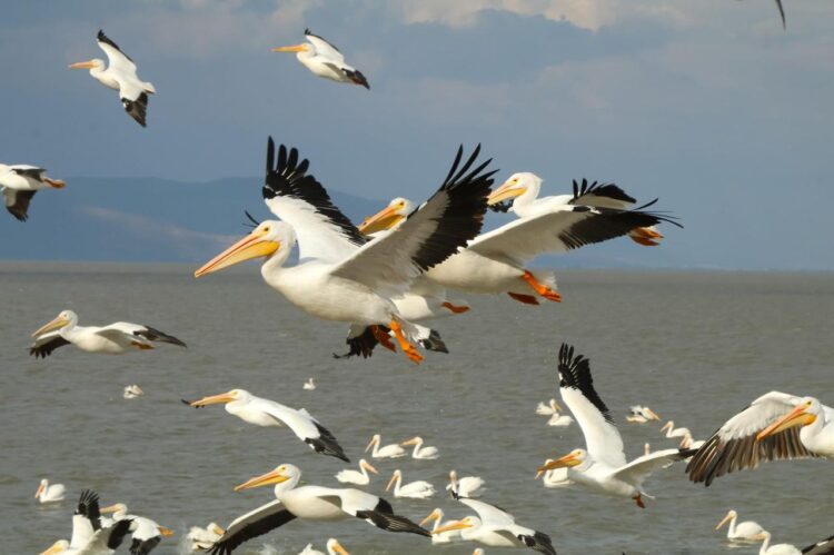Petatán se pinta de blanco con llegada de 23 mil pelícanos