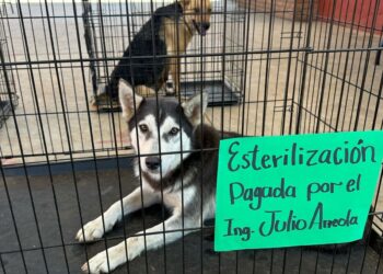 ¡ Por el bienestar de los peluditos en Pátzcuaro !