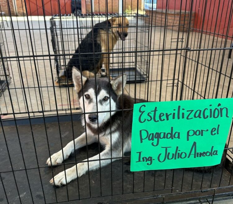 ¡ Por el bienestar de los peluditos en Pátzcuaro !