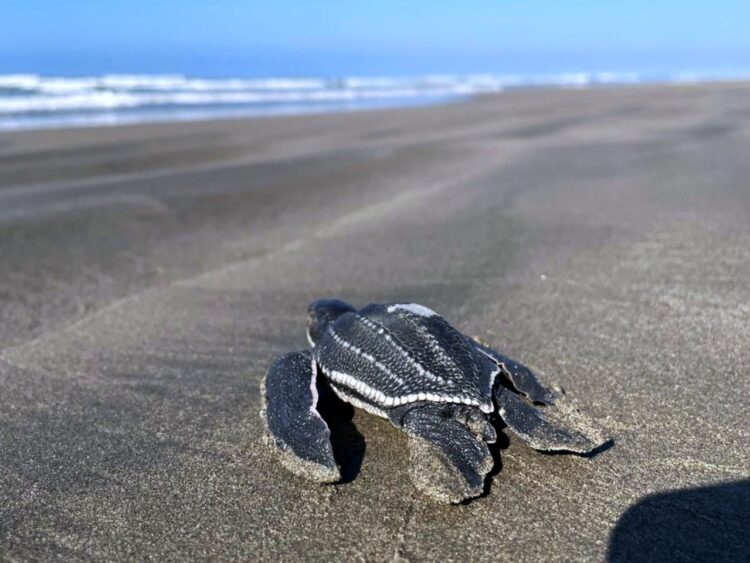 Playas michoacanas vieron nacer 5 millones de crías de tortugas marinas: Compesca