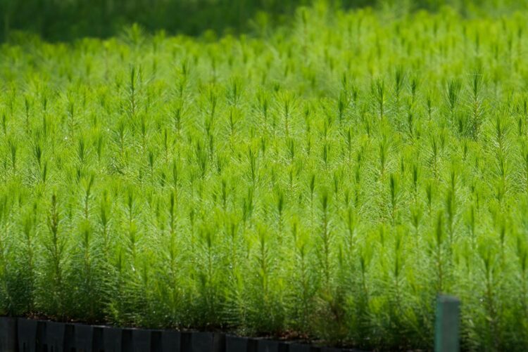 Viveros del estado con producción histórica de plantas para reforestar: Bedolla