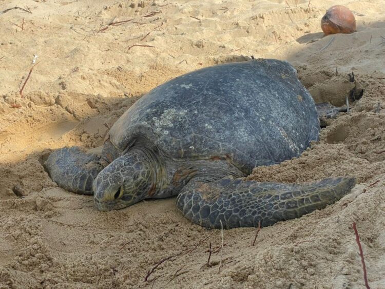 Michoacán, hogar de la tortuga marina; inicia temporada de protección y conservación