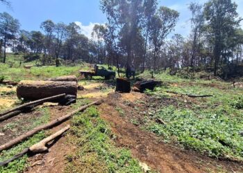 Incauta SSP predio afectado en 34 mil m³ por tala ilegal en Uruapan