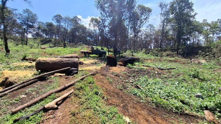 Incauta SSP predio afectado en 34 mil m³ por tala ilegal en Uruapan