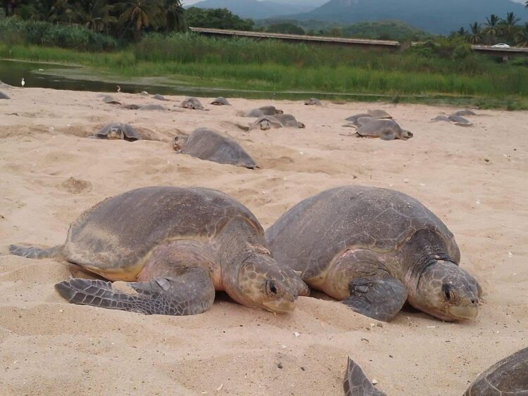 Inicia arribazón masiva de tortugas marinas en Michoacán: Compesca