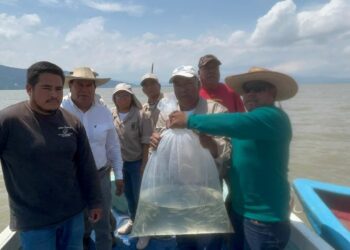 Siembra Gobierno de Michoacán 15 mil crías de pescado blanco en lago de Pátzcuaro