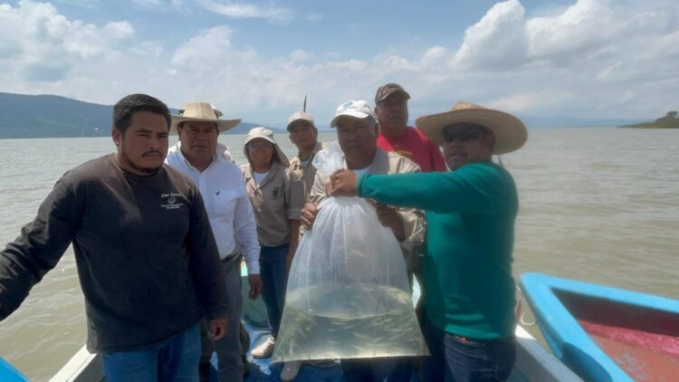 Siembra Gobierno de Michoacán 15 mil crías de pescado blanco en lago de Pátzcuaro