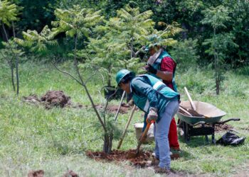 Reubica SCOP más de 100 árboles por obras del distribuidor vial salida a Pátzcuaro
