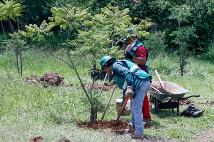 Reubica SCOP más de 100 árboles por obras del distribuidor vial salida a Pátzcuaro