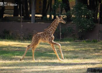 ¡Conoce a los peques del zoológico de Morelia, 61 nacimientos en 2025!
